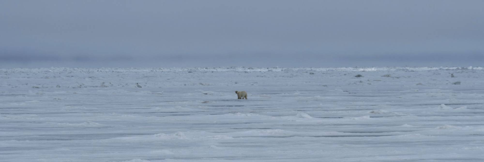 Polar bear out on the ice